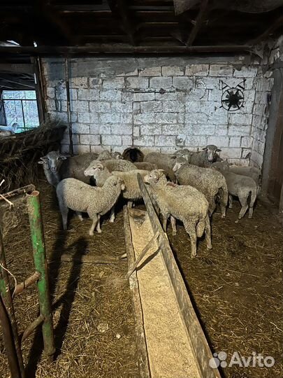 Овцы ягнята