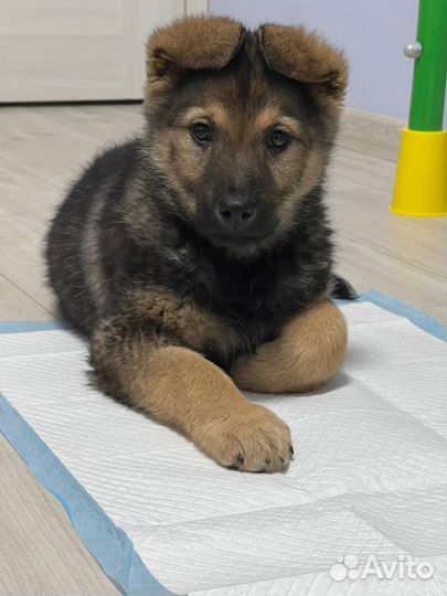 Щенок Буч ищет тёплый дом