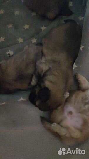 Щенки пекинеса