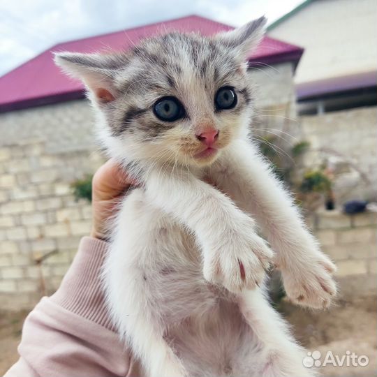 Отдам в добрые руки котят