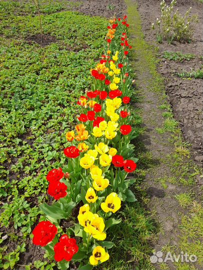 Луковицы тюльпанов