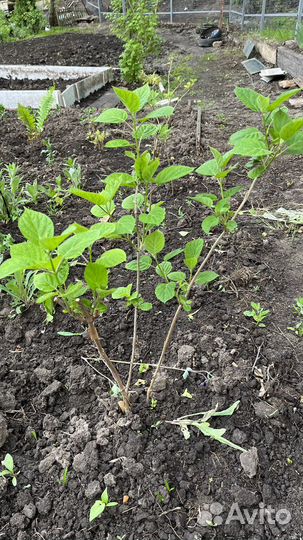 Гортензия древовидная (белая)