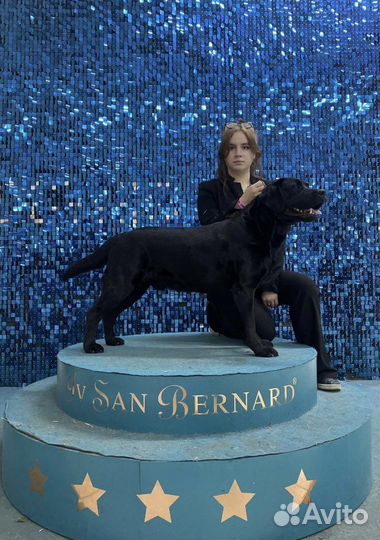 Вязка лабрадор