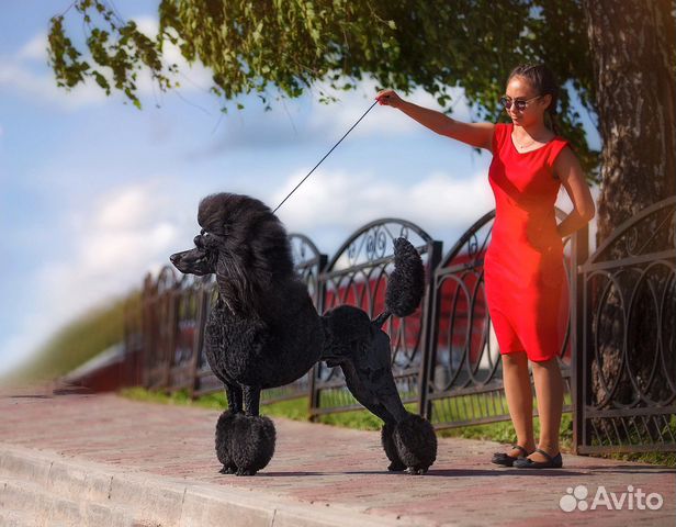 Хендлер, показ на выставках собак