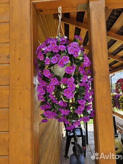 Петуния ампельная в горшке