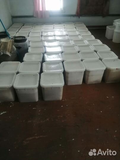 Мед алтайский таёжный разнотравие