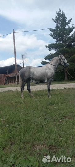 Лошадь жеребец