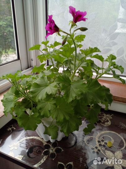 Пеларгония (герань)