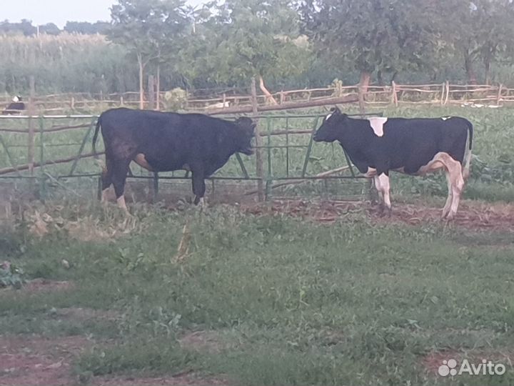 Тёлки стельные