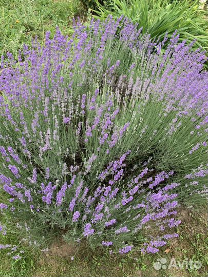 Лаванда