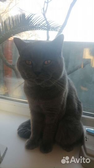 Британская