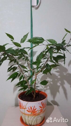 Комнатные цветы