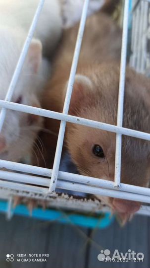 Хорёк, вязка