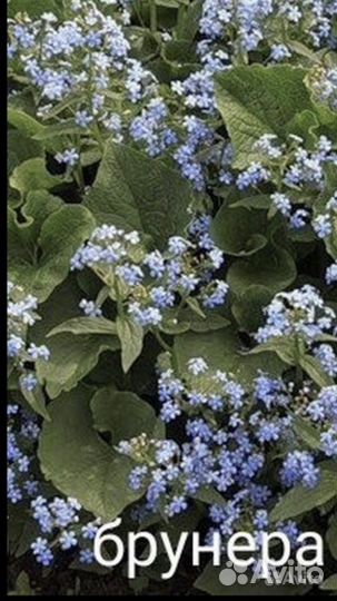 Брунера (ранний многолетник)