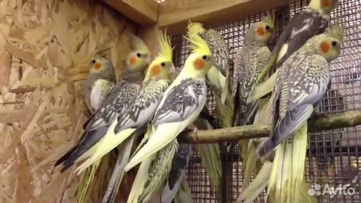 Продам корелл