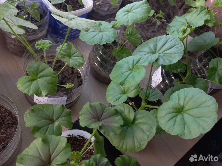 Герань пеларгония