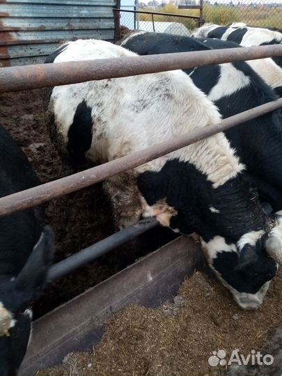 Быки на мясо