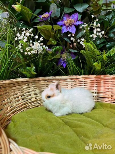 Мини карликовые кролики. Большой выбор
