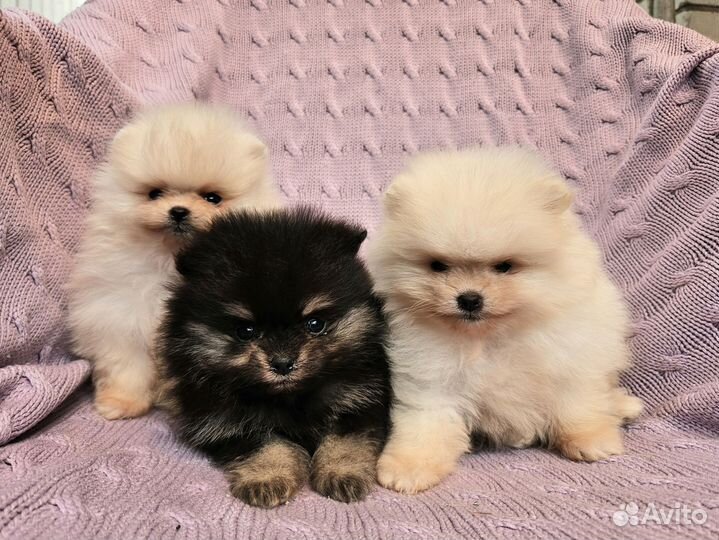 Щенки померанского шпица