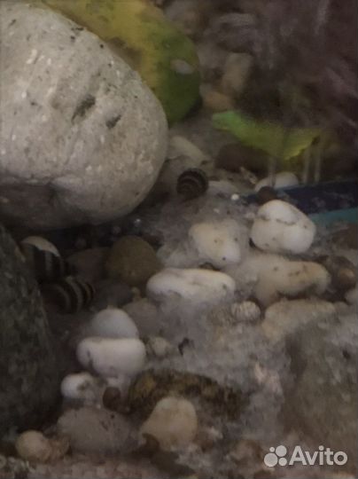 Улитки аквариумные Хелена