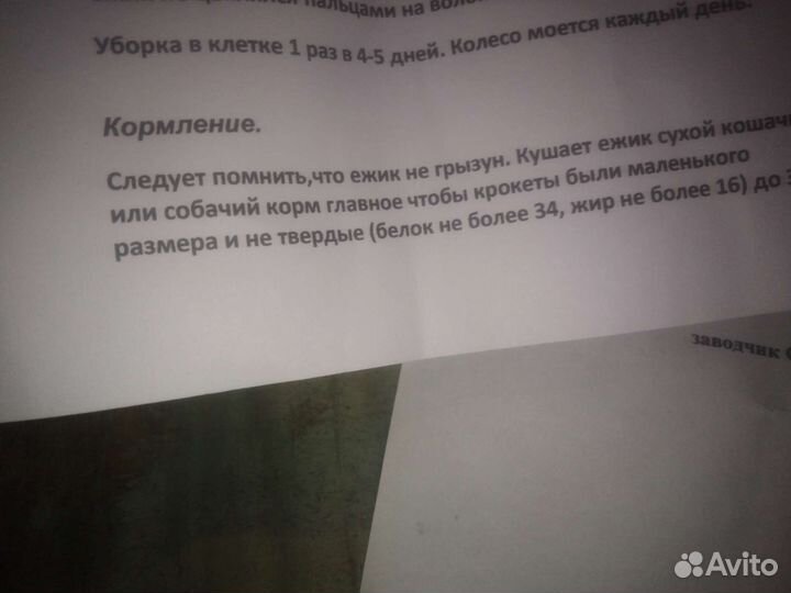 Африканский ежик