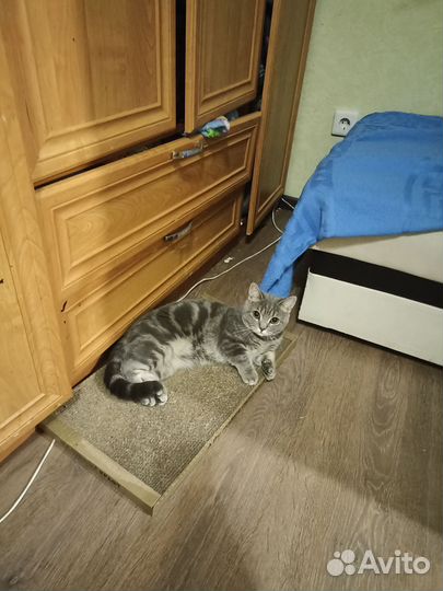 Котик в дар