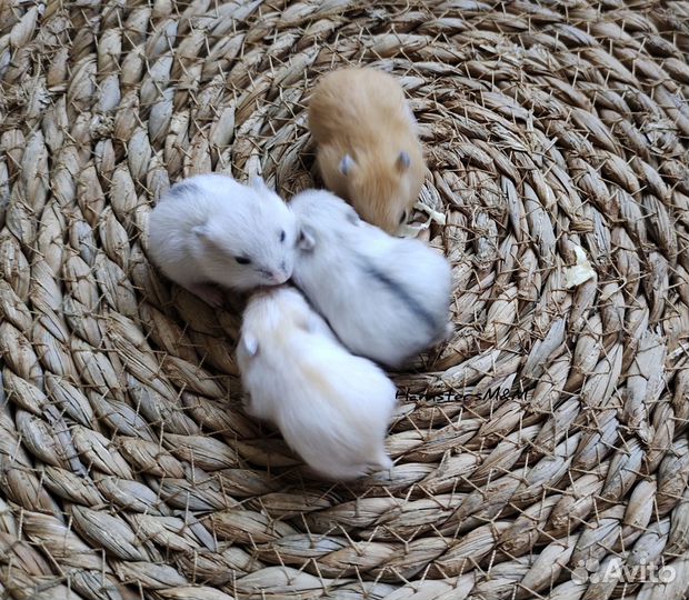 Джунгарские хомячки (Новые. Разный окрас)