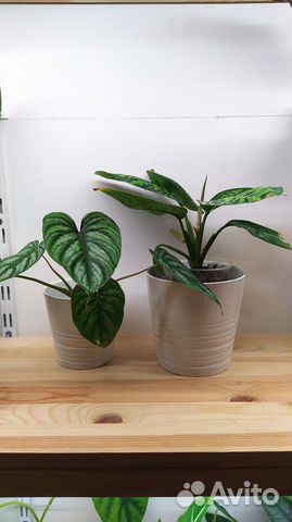 Кашпо IKEA икея Мускот