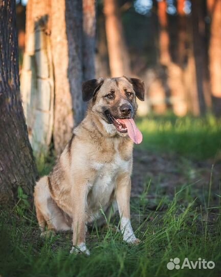 Ищем для мальчика Барни любящую и заботливую семью