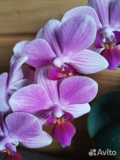 Орхидея фаленопсис