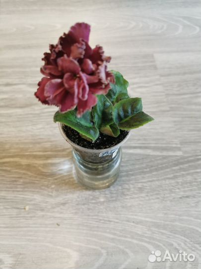 Фиалка ав болеро