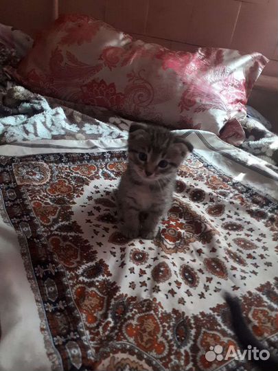 Вислоухие котята