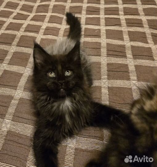 Котята породы мейн-кун