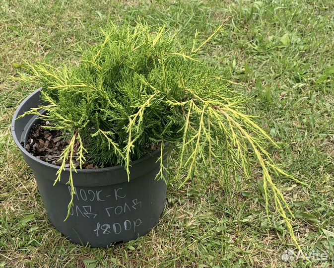 Можжевельник Олд Голд