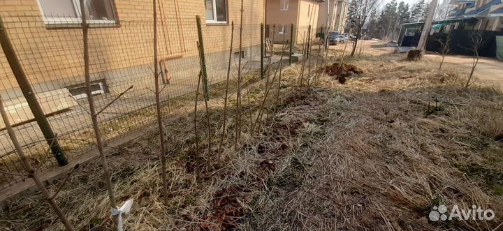 Каштаны саженцы