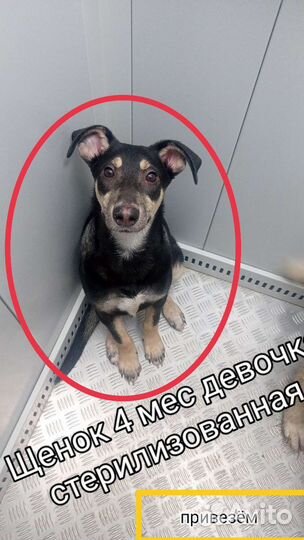 Щенки собачки привезём