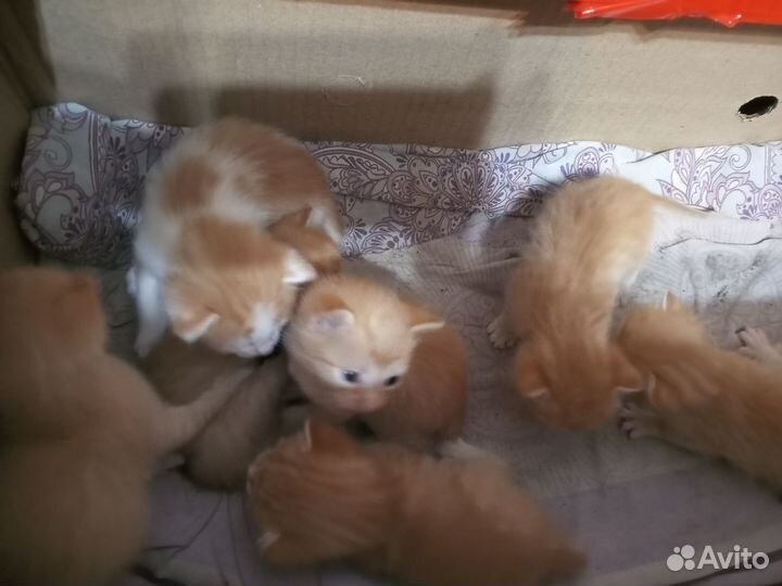 Отдам котят