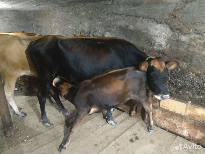 Корова с теленком