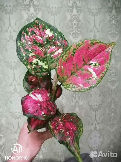 Аглаонемы 2