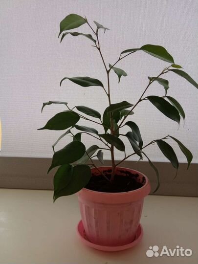 Драцена, фикус Бенджамина, гибискус