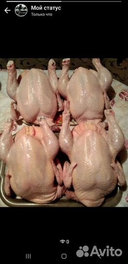 Мясо домашней курицы