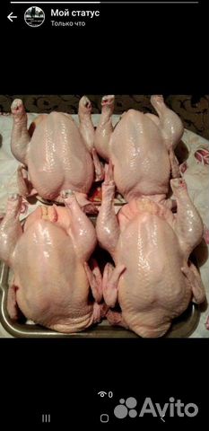 Мясо домашней курицы