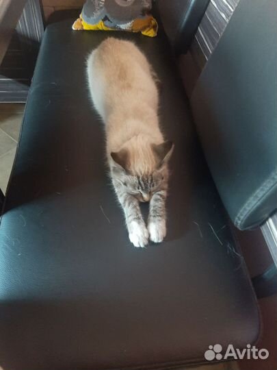 Кошка