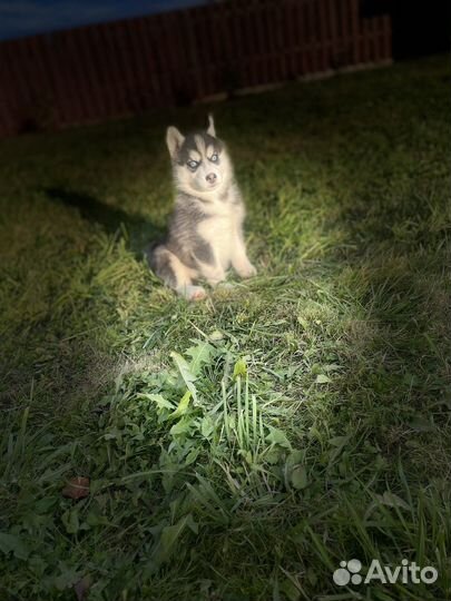 Щенки сибирской хаски