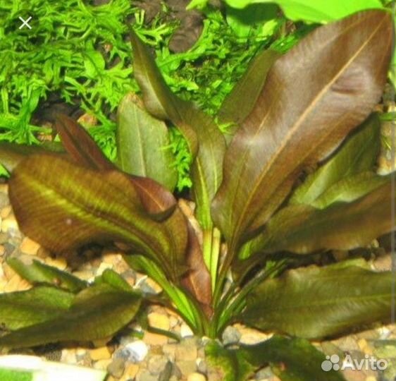 Эхинодорус малый медведь