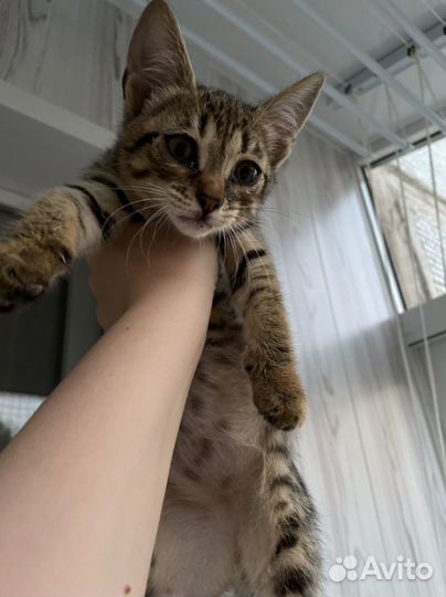 Котенок Тигренок