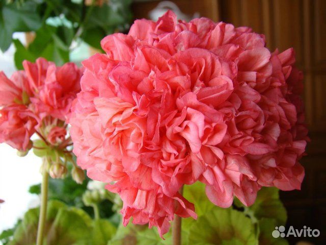 Герани сортовые