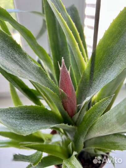 Бильбергия