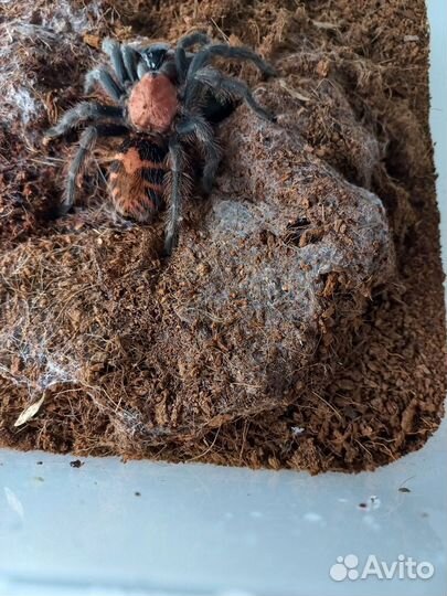 Паук птицеед