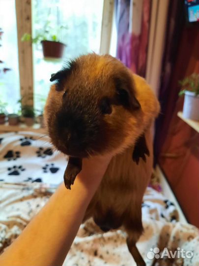 Морская свинка бесплатно в дар 2мальчика и девочку